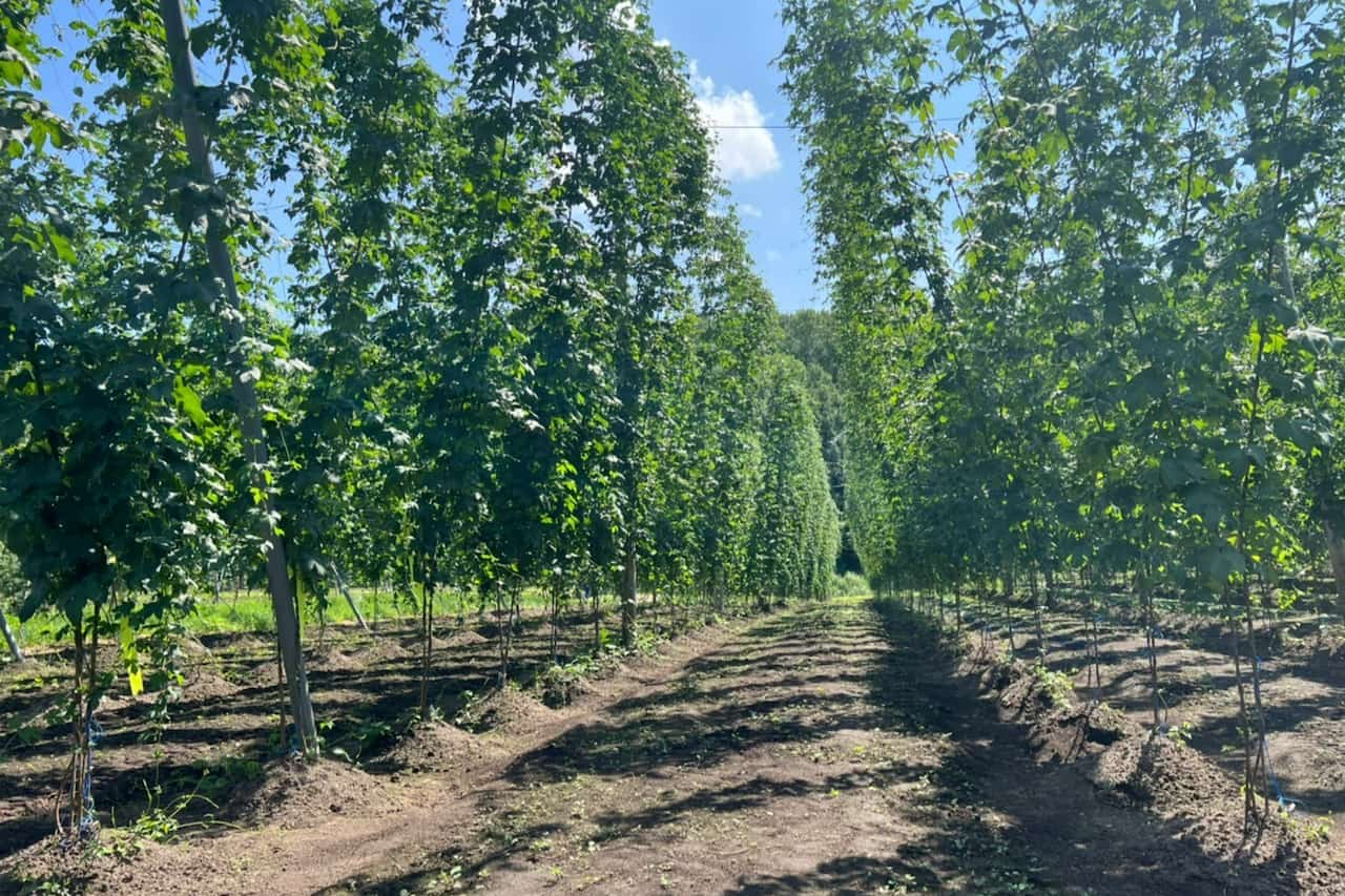 サッポロビールと協働契約栽培をしている北海道・上富良野町にあるホップ畑